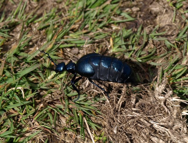 File:Black beetle, Mardon Down - geograph.org.uk - 1292420.jpg