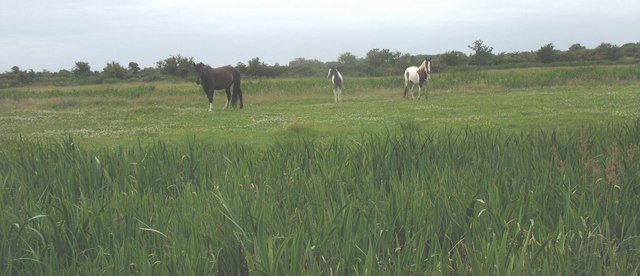 File:Horses grazing on a dry "island" in the marsh - geograph.org.uk - 887902.jpg