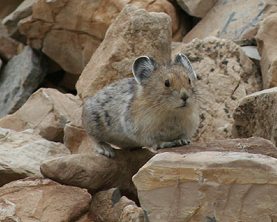 File:American Pika (Citizen Science) (4428171606).jpg