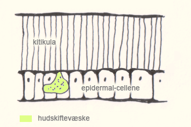 File:Hudskifte-1.gif