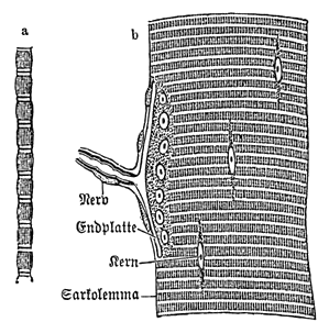 File:Meyers b11 s0936 b2.png