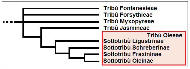 File:Oleaceae - Cladogramma della famiglia.png
