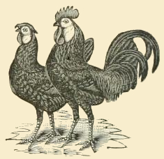 File:Black Spanish Chickens.jpg