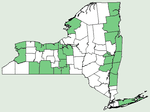 File:Bromus kalmii NY-dist-map.png