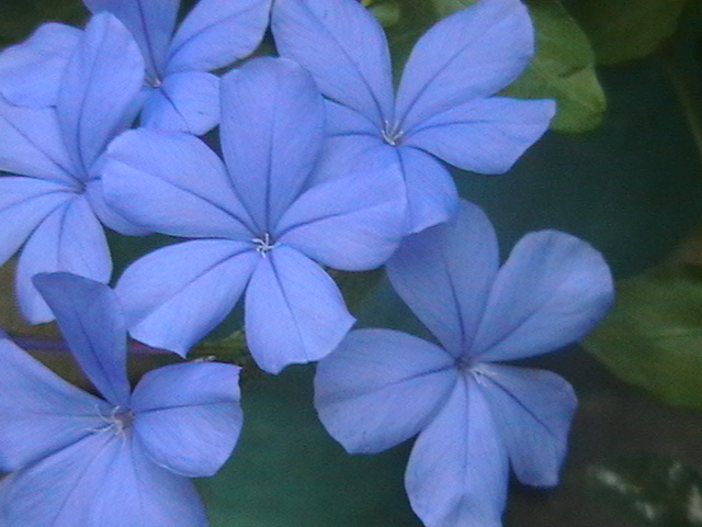 File:FRESH FLOWERS.jpg