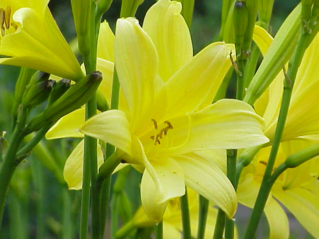 File:Hemerocallis sp 01.jpg