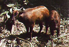 Selain dataran rendah, Anoa juga hidup di pegunungan.