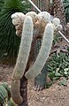 * Nomination: Espostoa lanata in the Princess of Wales Conservatory, Kew Gardens --Mike Peel 06:25, 22 October 2024 (UTC) * * Review needed