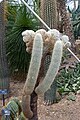 * Nomination: Espostoa lanata in the Princess of Wales Conservatory, Kew Gardens --Mike Peel 07:11, 8 October 2024 (UTC) * * Review needed