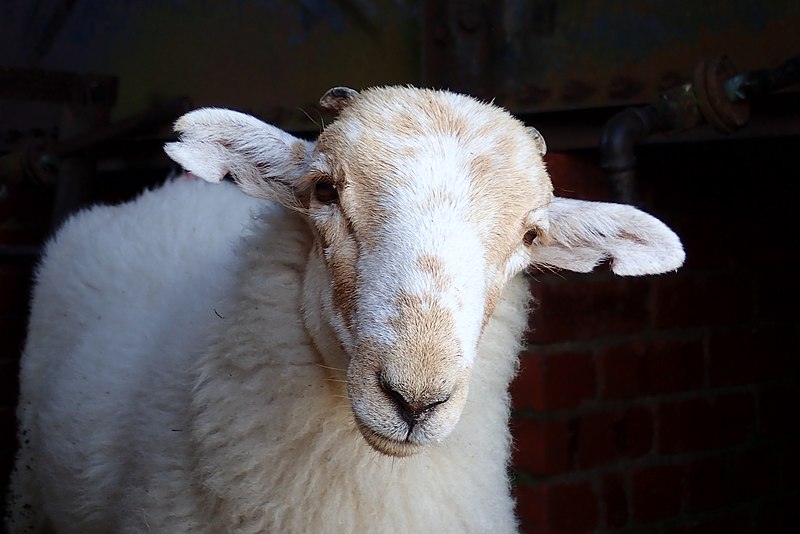 File:A curious Welsh Mountain sheep (Ovis aries).jpg