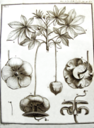 Adanson, gravure du baobab (Adansonia digitata) 02.png