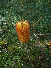 Banksia spinulosa in Badangi Reserve, Wollstonecraft