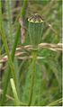 Capsule de Papaver dubium