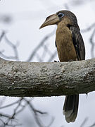 Anorrhinus tickelli (Bucerotidae)