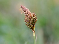 Carex caryophyllea