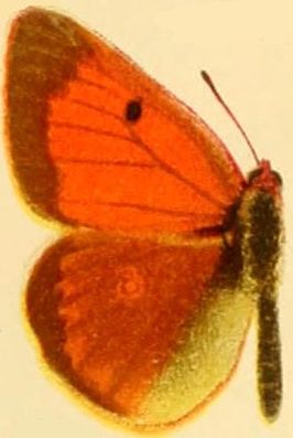 Colias heos