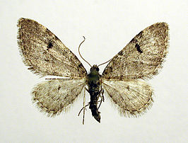 Eupithecia conterminata