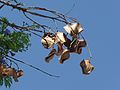 Jacaranda seedpods in Salta, Argentina.