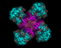 Hình 4: Cấu trúc (đồ hoạ) của helicase RuvA ở E. coli.