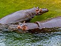 * Nomination Hippos at Cologne Zoo --Ermell 09:37, 18 March 2022 (UTC) * Promotion  Support Good quality. --Virtual-Pano 10:28, 18 March 2022 (UTC)