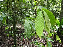 Pseuduvaria froggattii trunk and foliage SF21001.jpg