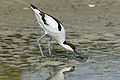 Avoceta escudriñando el agua y el barro.