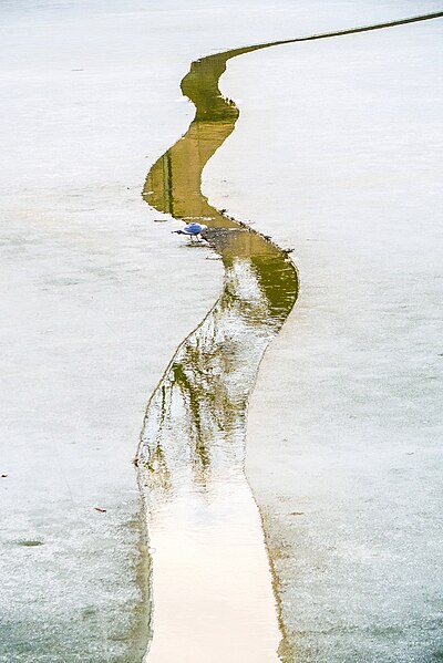 File:Seagull on breaking ice.jpg