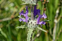 Salvia carduacea