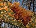 Tremella foliacea