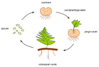 Voortplanting varen