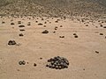 Copiapoa solaris, sector de Playa Blanca.