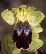 Ophrys lucifera