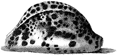 Illustration de l’Index Testarum Conchyliorum.