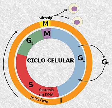 Cicle cel·lular complet. La telofase és una part de la mitosi (M). Un cop finalitzada, s'inicia la fase G1 de la interfase