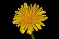 Crepis hypochaeridea