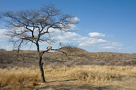 Panthera pardus subsp. pardus (African Leopard)