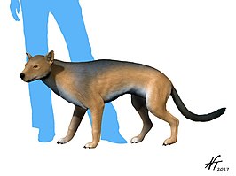 Daphoenus