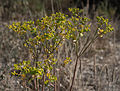 Euphorbia segetalis