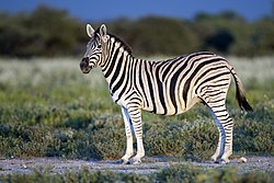 Burčela zebra