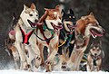 Hunde beim Iditarod-Rennen (10. Januar – 31. März 2013)