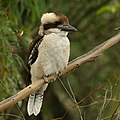 Juvenile Laughing Kookaburra (front view)