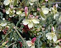 Lechenaultia linarioides