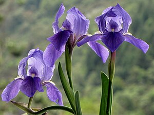 독일붓꽃(Iris × germanica)