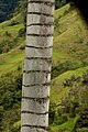 Detail kmene Ceroxylon quindiuense