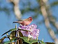 Pink-browed rosefinch