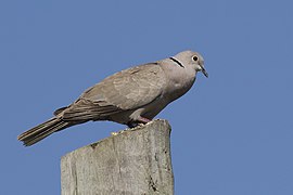 Streptopelia decaocto - Eurasian Collared Dove 03.jpg