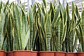 Sansevieria trifasciata 'Laurentii' mit panaschierten Blättern