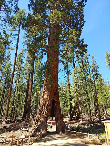 File:Tunnel tree at Yosemite National Park 20220524 145321 copy.jpg