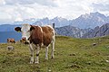 Tre Cime cows 2.jpg3 000 × 2 000; 1,4 MB