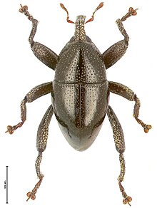 Trigonopterus vandekampi.jpg